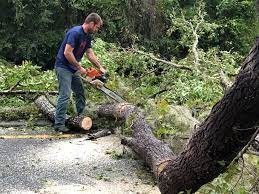 Best Fruit Tree Pruning  in Valdese, NC