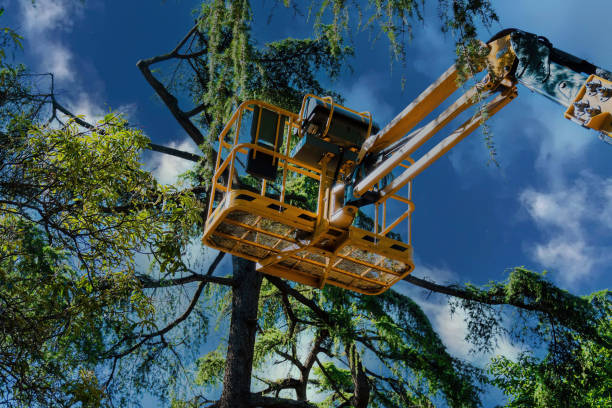 Best Arborist Consultation Services  in Valdese, NC