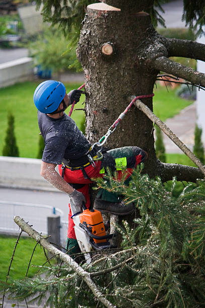 Best Commercial Tree Removal  in Valdese, NC