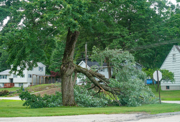 Best Tree Health Inspection  in Valdese, NC