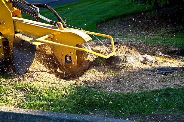 Best Lawn Dethatching Services  in Valdese, NC