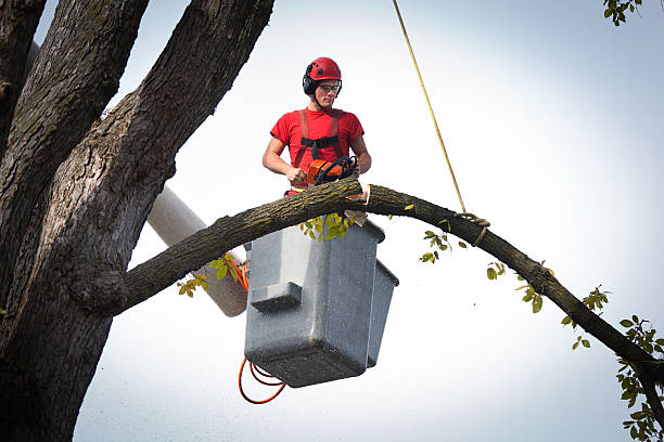  Valdese, NC Tree Services Pros